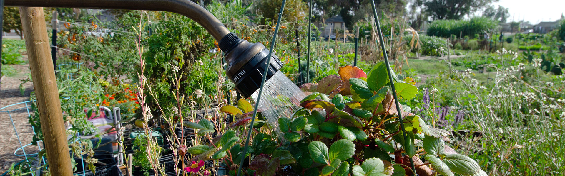 Photo of plant being watered at a LA County community garden.