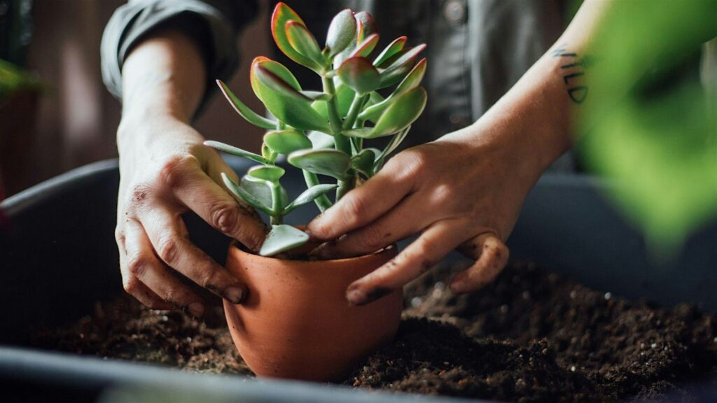 A close-up photo of a person's hands repotting a succulent in a terracotta flower pot.